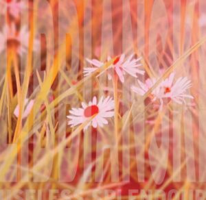 Nz Shoegaze Outfit Libbianski Release Phenomenal Debut Record 'useless Splendour'
