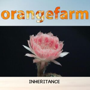 Orangefarm Release New Single And Video 'inheritance'