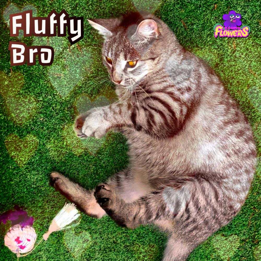 Raging Flowers Releases A Song About A Cat Called 'fluffy Bro'
