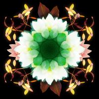 Blair Jollands Lotus Mason