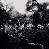 Bolt42 Nights On Earth