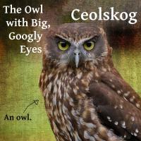 Ceolskog The Owl With Big Googly Eyes Ep