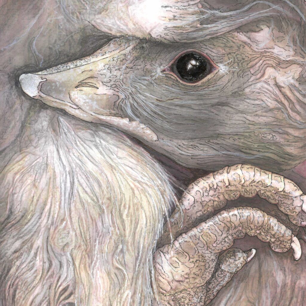 Conallryancover