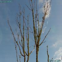 Kingrow Tree Of Life