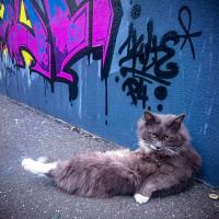 N1ghtmar3cat Rat Race