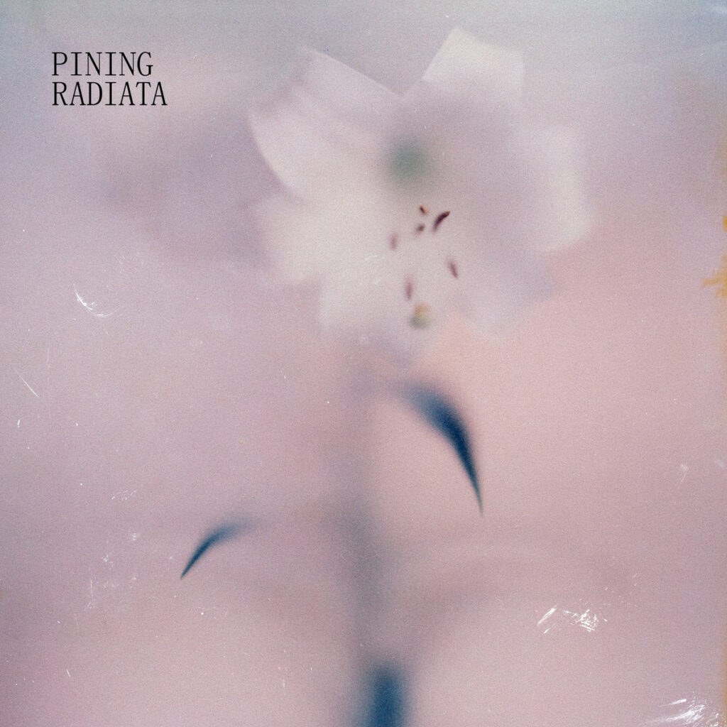 Piningradiatacover