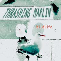 Thrashing Marlin Wildlife