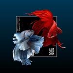 Shapeshifter Vs The Upbeats 1