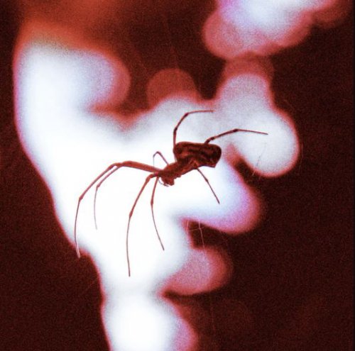 Single Review: Crawling 1