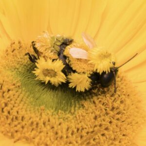 Single Review: Little Bee 1
