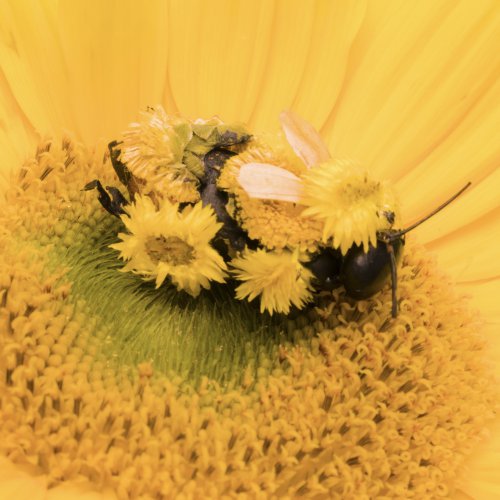 Single Review: Little Bee 1