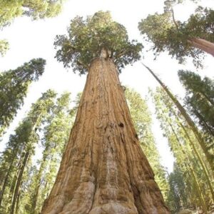 Single Review: Redwoods 1