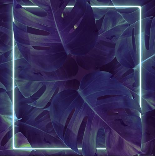 Single Review: Vines (dear Will Remix) 1